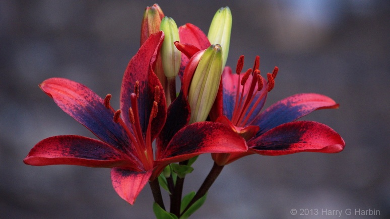 Lily : Red and Blue